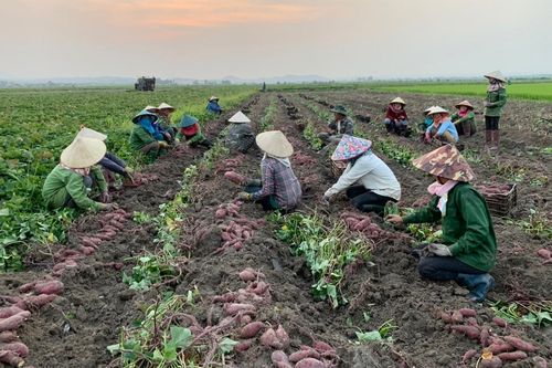 Nông dân Phú Thiện 'trúng' khoai lang