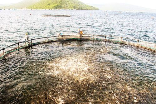 Hợp tác để phát triển nuôi biển bền vững