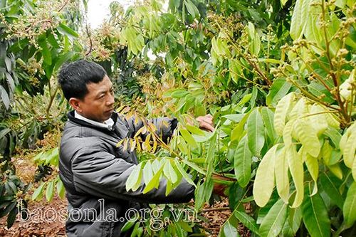 'Đảng viên đi trước, làng nước theo sau'