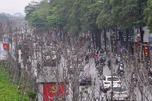 Hà Nội: Hàng cây phong lá đỏ trơ trụi như củi khô