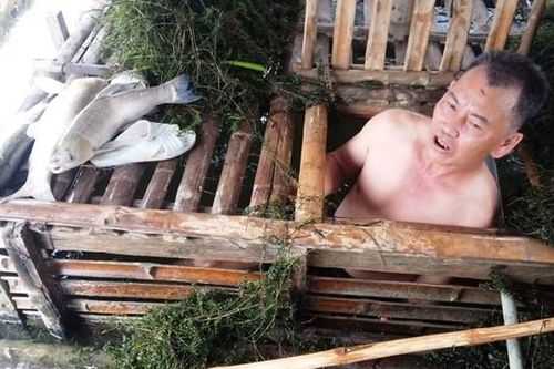 71 hộ dân điêu đứng vì cá nuôi lồng chết bất thường