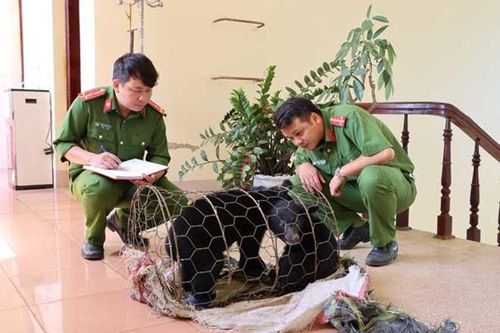 Lĩnh 3 năm tù vì bán 2 con gấu ngựa