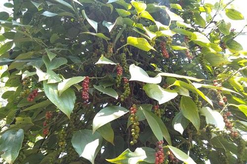 Giá tiêu hôm nay 19/3: Gần 80.000 đồng/kg nhưng nông dân trồng tiêu vẫn 'rớt nước mắt'