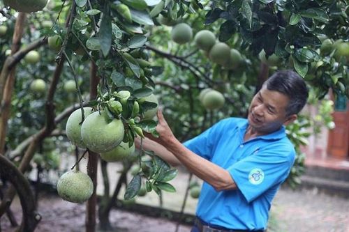 Phúc Thọ phát triển nông nghiệp hàng hóa: Ưu tiên sản phẩm chủ lực