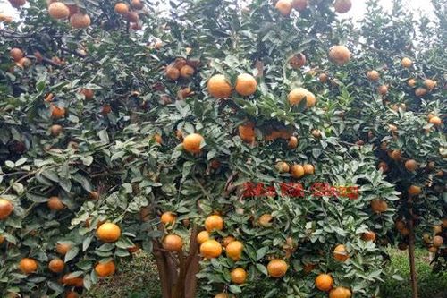 Cam sành Hà Giang mất giá
