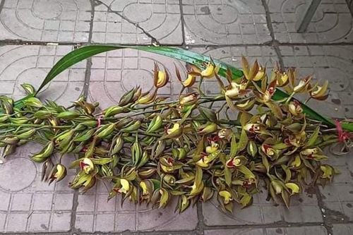 Bật mí về lan 'quý tộc' trước có tiền cũng khó mua... nay bán rẻ như rau