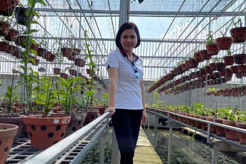 Từ bỏ kinh doanh, nghệ nhân Thủy Royal rẽ hướng chinh phục hoa lan