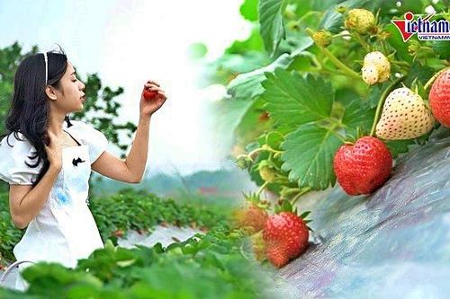 Tự tay hái quả ở vườn dâu 40.000 cây chín mọng giữa Hà Nội