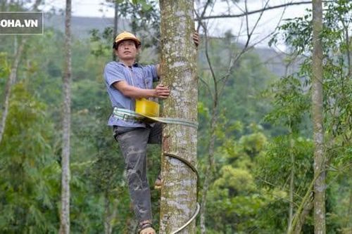 Thót tim nhìn người nhện đu dây tìm hái 'lộc Phật' trên đỉnh Hoàng Liên Sơn