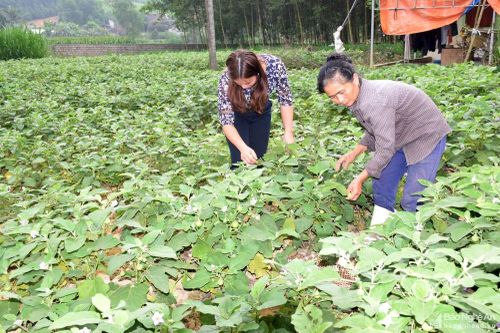 Nông dân Nghệ An trồng cà pháo thu nhập tới 200 triệu đồng mỗi héc-ta