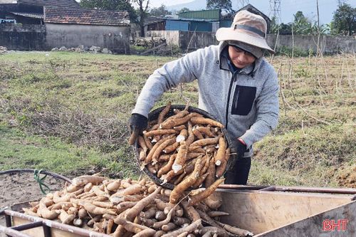 Thăng trầm cây sắn công nghiệp ở vùng thượng Kỳ Anh (Bài 2): Cần chính sách mạnh hơn để kích hoạt chuỗi liên kết