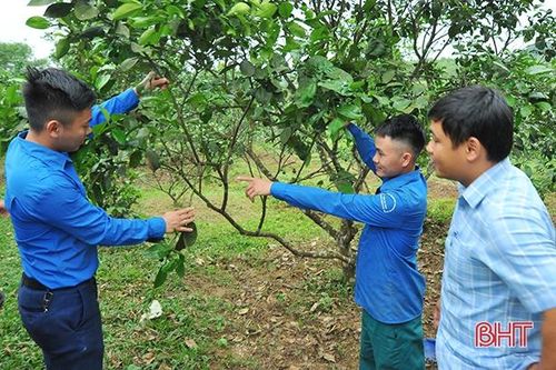 Chuyện làm giàu trên núi của thanh niên miền sơn cước Hà Tĩnh