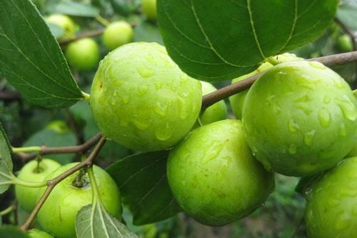 Loại quả giàu vitamin C gấp 10 lần cam, quýt: Vừa làm thuốc chữa bệnh lại có công dụng dưỡng nhan