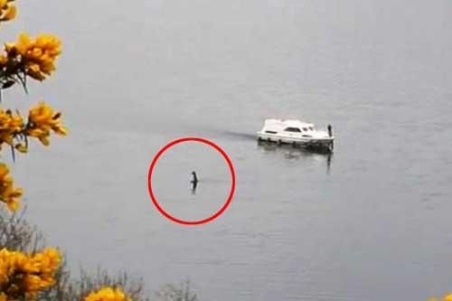 Quái vật hồ Loch Ness bất ngờ trồi lên, ngỏng cổ di chuyển gần tàu du lịch