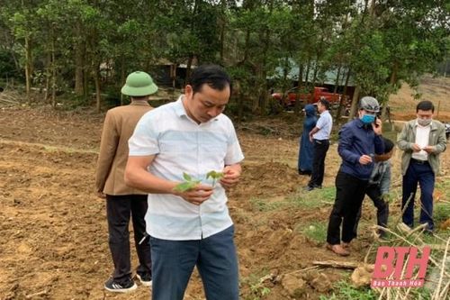 Huyện Như Xuân: Trên 311 ha sắn bị nhiễm bệnh khảm lá