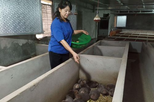 Sơn La: Nuôi loài thú biết ăn cả xương trâu, bò, gặm cỏ như ranh, mỗi năm 'nhả ra' 1,5 tỷ tiền lời