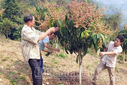 Xóa đói giảm nghèo ở Tuần Giáo