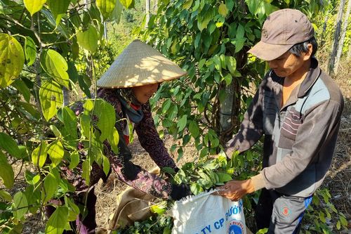 Khan hiếm nhân công thu hoạch hồ tiêu