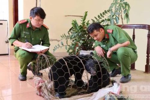 Bán 2 cá thể gấu ngựa, lãnh 2 năm tù