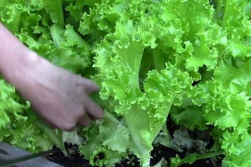 10 loại rau thích hợp để bạn có thể trồng vào tháng 4