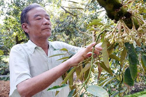 Ứng phó hạn, mặn, bảo vệ cây ăn quả