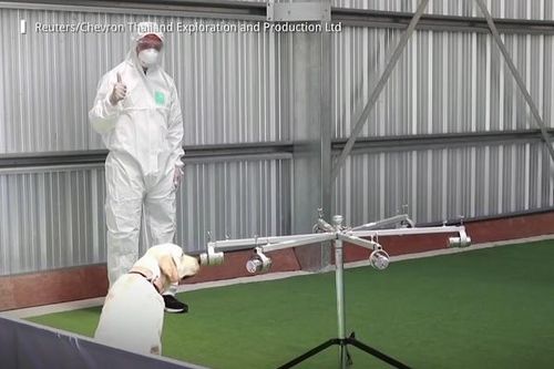 Thái Lan huấn luyện chó đánh hơi bệnh nhân mắc Covid-19