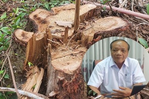 Chặt 'nhầm' cây ngã đổ đường kính đến 60cm trong rừng dân trồng ở Mỹ Sơn