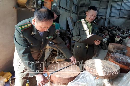 Cuộc chiến giữ rừng nghiến cổ thụ