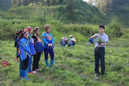 Đưa dược liệu vào nhóm xuất khẩu 'tỷ đô': Còn rất nhiều việc phải làm