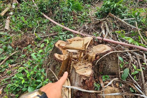 Dọn cây ngã đổ do bão rồi chặt luôn cây lâu năm ở rừng phòng hộ đem bán