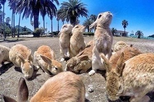 Lịch sử đen tối của đảo thỏ Okunoshima