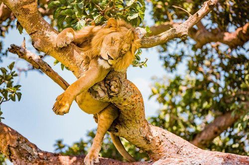 Phát hiện 6 con sư tử bị giết hại, xẻ thịt trong công viên ở Uganda