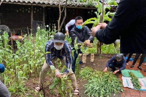 Hà Nội: Phát hiện hộ dân trồng cả vườn cây thuốc phiện ở Tây Tựu