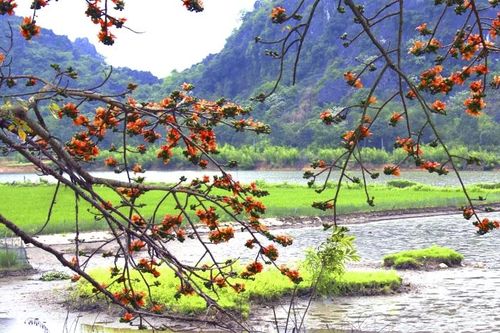 Tháng 3, hoa gạo đỏ rực ngoại thành Hà Nội
