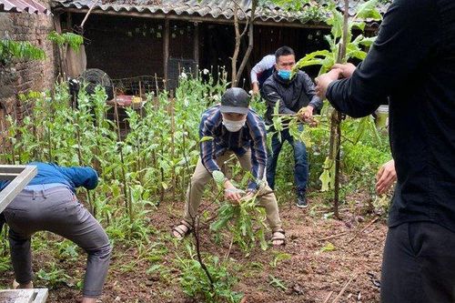 Hà Nội: Phát hiện hộ dân trồng số lượng lớn cây thuốc phiện