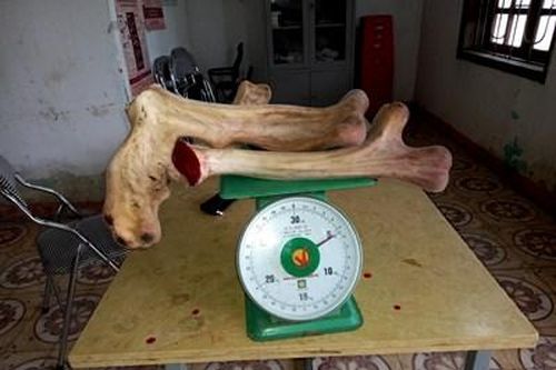 Cận cảnh cặp nhung hươu 'khủng' nhất từ trước đến nay ở xứ sở nhung hươu Việt Nam