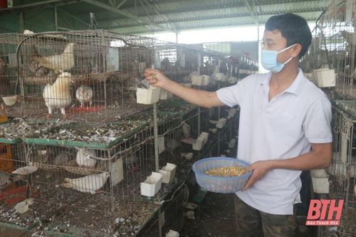 Bỏ phố, về quê 'làm bạn' với chim bồ câu Pháp