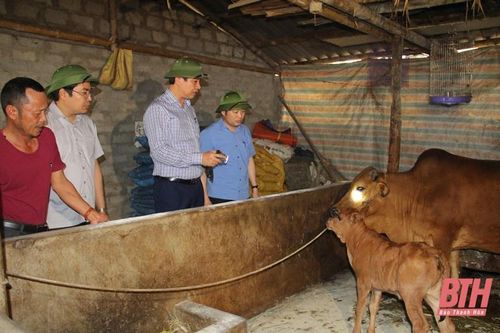 Huyện Yên Định cần quyết liệt triển khai, thực hiện các giải pháp phòng, chống dịch bệnh viêm da nổi cục trên trâu bò