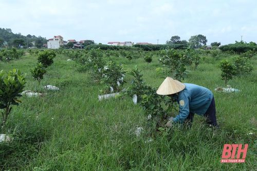 Phát triển HTX ở huyện Thạch Thành