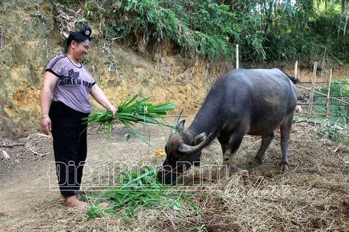 Hỗ trợ hộ nghèo, dân tộc thiểu số ở Tủa Chùa