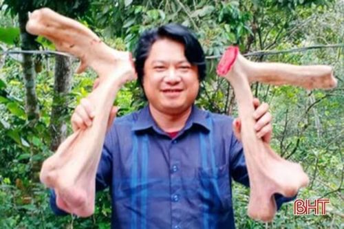 Cặp nhung hươu lớn chưa từng có ở Hà Tĩnh
