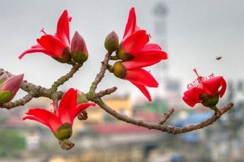 Hoa gạo không chỉ đẹp mà còn là vị thuốc và gia vị trong món ăn ngon, bổ dưỡng ít ai biết