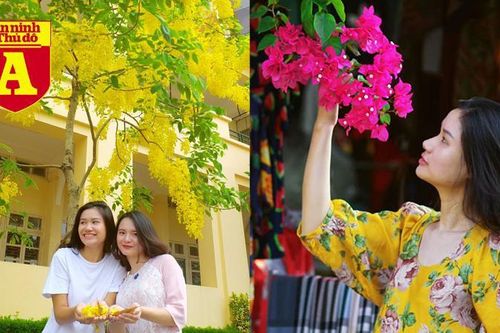 Rạo rực hoa tháng 3: TP.HCM kèn hồng rực rỡ - Hội An hoa giấy rợp trời - Hà Nội muồng hoàng yến 'thế chỗ' hoa ban