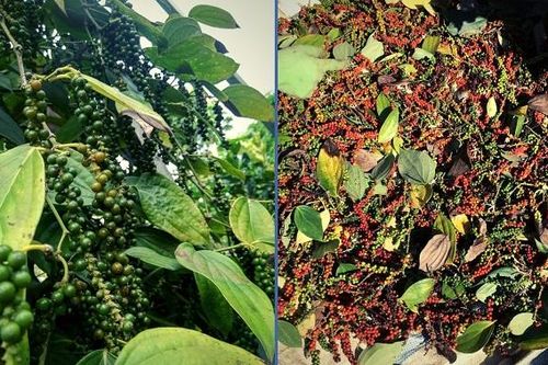 Giá tiêu hôm nay 22/3: Kỳ vọng giá tăng khiến nông dân tiếp tục găm hàng, mua lại của đại lý