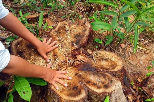 Bán 'nhầm' cây rừng trong di tích Mỹ Sơn