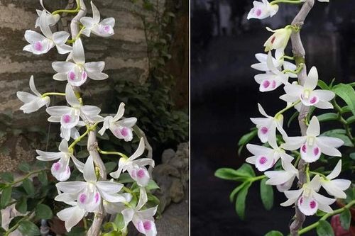 Lan đột biến trăm tỷ: Bao vụ náo loạn thị trường... coi chừng sập bẫy?