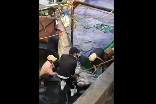 Cá cờ 'khủng' ngư dân Việt 'săn' được có gì đặc biệt mà giá 40 triệu?