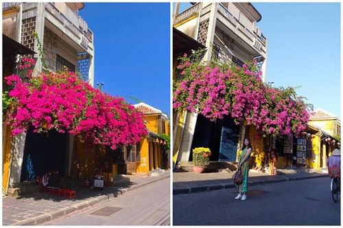Đổ gục sau bão, dàn hoa giấy Hội An 'hồi sinh' đẹp mê mẩn