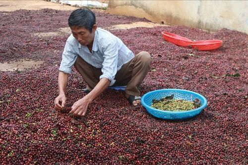 Cà phê Tây Nguyên 'cung' đã vượt 'cầu'? (bài 2)
