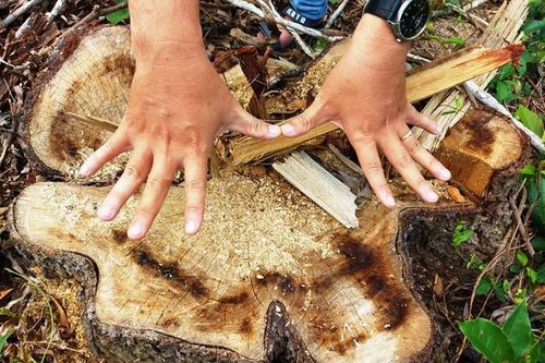 Chi tiết vụ chặt 'nhầm' cây rừng phòng hộ di sản Mỹ Sơn đem... bán
